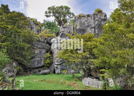 Kalkstein-Formationen, Heke Glühwürmchenhöhlen in Waiomio, North Island, Neuseeland Stockfoto