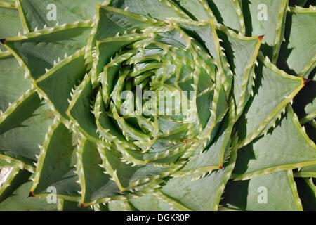 Agave (Agave SP.), Clarks Beach, Auckland, Nordinsel, Neuseeland Stockfoto