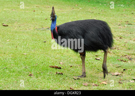 Südlichen Helmkasuar (Casuarius Casuarius), Etty Bay, Innisfail, Queensland, Australien Stockfoto