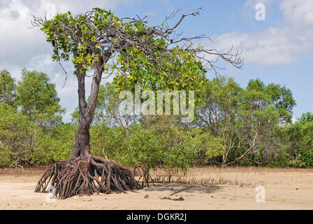 Mangroven (Rhizophora SP.) bei Ebbe beim Big Mango Picknickplatz, Bowen, Queensland, Australien Stockfoto