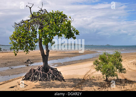 Mangroven (Rhizophora SP.), Big Mango Picknickplatz bei Ebbe, Teile der Whitsunday Islands an der Rückseite, Bowen Stockfoto