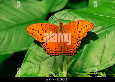 Kreuzer (Vindula Arsinoe), Männlich, Australian Butterfly Sanctuary, Kuranda, Queensland, Australien Stockfoto