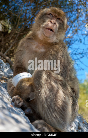 Gibraltar Berberaffe (Macaca Sylvanus). Stockfoto