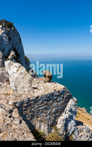 Gibraltar Berberaffe (Macaca Sylvanus). Stockfoto