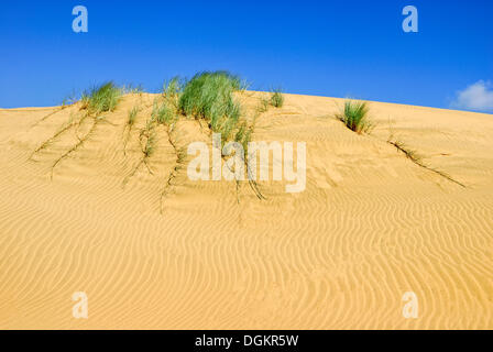 Europäische Dünengebieten Grass, Europäische Strandhafer (Ammophila Arenaria), Sanddünen am Hokianga Harbour, Opononi, North Island Stockfoto
