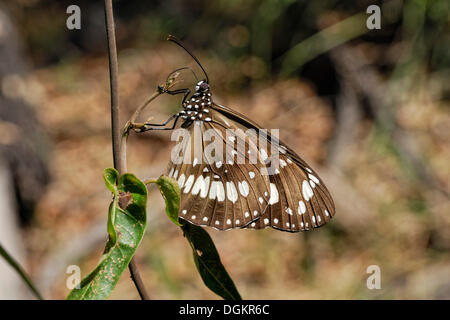 Gemeinsamen Crow (Euploea Core) Schmetterling, Carnarvon Nationalpark, Queensland, Australien Stockfoto