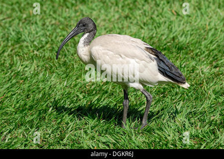 Australische White Ibis (Threskiornis Molukken), Brisbane, Queensland, Australien Stockfoto