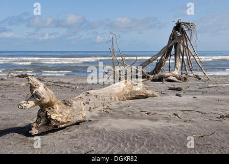 Treibholz am Strand Hokitika, Tasmansee, West Coast, Südinsel, Neuseeland Stockfoto