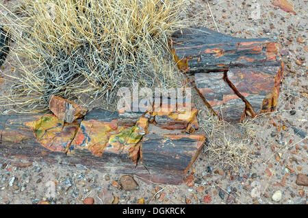 Fragmente eines verkieselten Baumstammes, Crystal Forest, Petrified Forest National Park, Painted Desert, Holbrook in Arizona Stockfoto