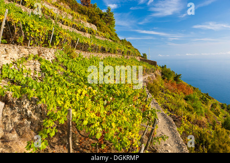 Ein Weinberg mit Blick auf die Küste auf den Klippen des Mittelmeeres an der italienischen Riviera. Stockfoto