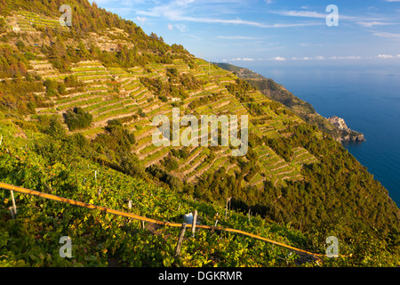 Ein Weinberg mit Blick auf die Küste auf den Klippen des Mittelmeeres an der italienischen Riviera. Stockfoto