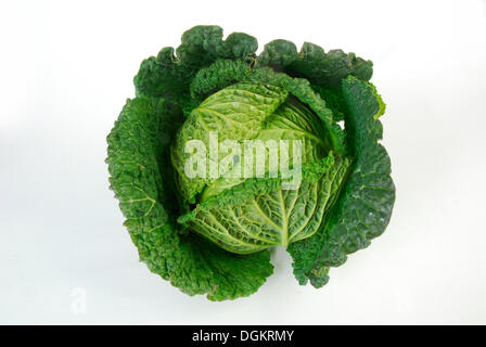 Wirsing (Brassica Oleracea Convar. Capitata var. Sabauda L.) Stockfoto