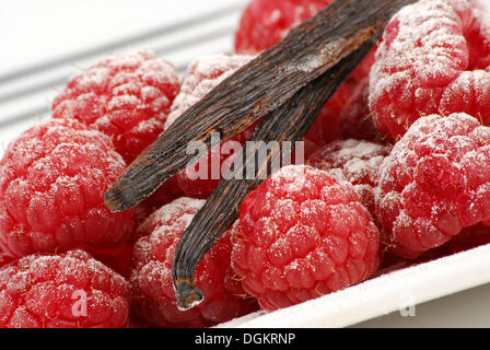 Himbeeren mit Puderzucker Zucker und Vanille Schoten Stockfoto