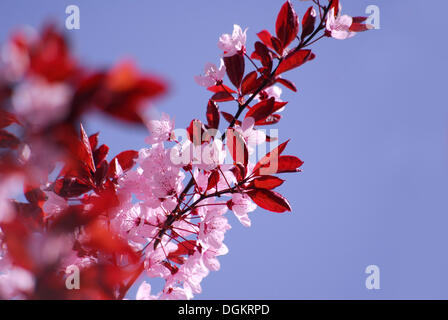 Kirschpflaume (Prunus Cerasifera 'Nigra') Blüte Stockfoto