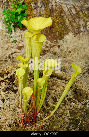 Gelbe Schlauchpflanze (Sarracenia Flava), fleischfressende Pflanze Stockfoto