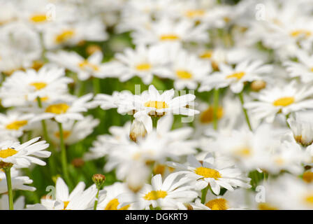 Margeriten oder Ochsen-Auge Margeriten (Leucanthemum), Wiese voller Blumen Stockfoto