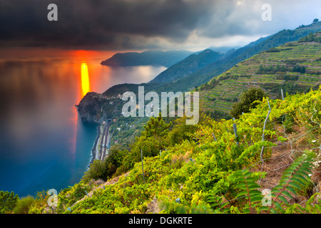 Ein Weinberg mit Blick auf die Küste auf den Klippen des Mittelmeeres an der italienischen Riviera. Stockfoto