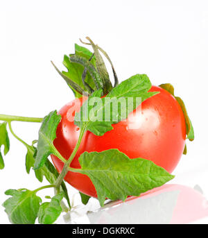 Tomaten in Tomaten-Blätter gewickelt Stockfoto