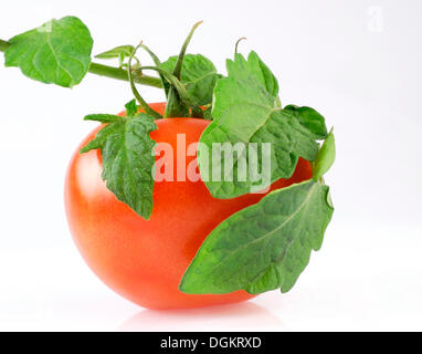 Tomaten in Tomaten-Blätter gewickelt Stockfoto