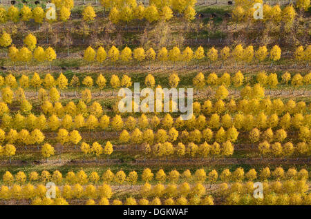 Luftbild, Kinderzimmer, Beckedorf, Niedersachsen, Deutschland Stockfoto