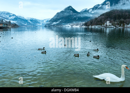 Trübe Winter Alpin See Grundlsee Ansicht (Österreich) mit wilden Enten und Schwan auf dem Wasser. Stockfoto