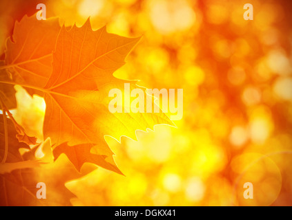 Herbstliche Laub Hintergrund, Licht der hellen Sonne, orange trocken Ahornblätter, geringe Schärfentiefe, schöne natürliche Tapete Stockfoto