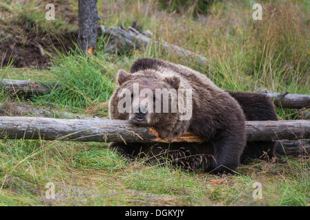 Braunbär (Ursus Arctos) liegen auf einem gefallenen Baumstamm Namsskogan Familienpark, Trones, Nord-Trøndelag, Trøndelag, Norwegen Stockfoto