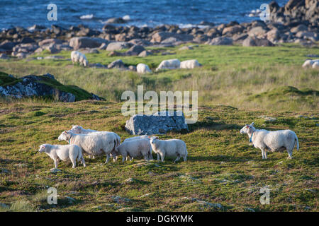 Schafbeweidung am Meer, Insel Andøya, Vesterålen, Nordland, Nord-Norwegen, Norwegen Stockfoto