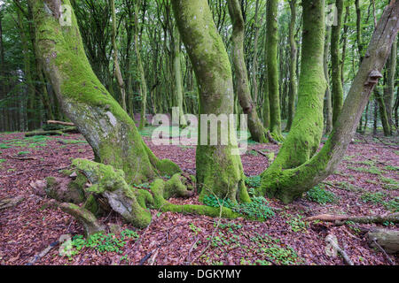 Europäische Buche (Fagus Sylvatica), moosbedeckten Waldregion Rold Skov, Kommune Rebild, Himmerland, Region Nordjylland Stockfoto