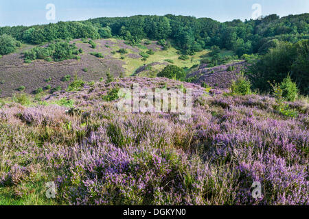 Blühende Heide im Naturschutzgebiet Rebild Bakker, Waldregion Rold Skov, Kommune Rebild, Himmerland, Region Nordjylland Stockfoto