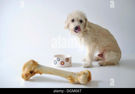 Terrier-Mix neben einer Schüssel und einem großen Hundeknochen Stockfoto