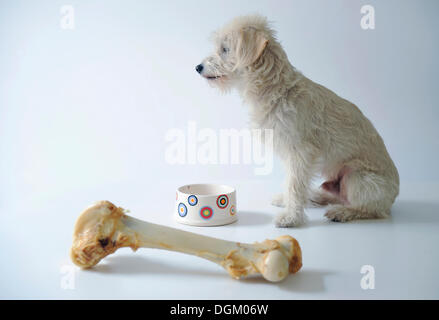 Terrier-Mix neben einer Schüssel und einem großen Hundeknochen Stockfoto