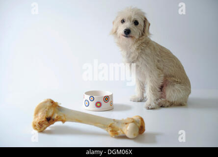 Terrier-Mix neben einer Schüssel und einem großen Hundeknochen Stockfoto