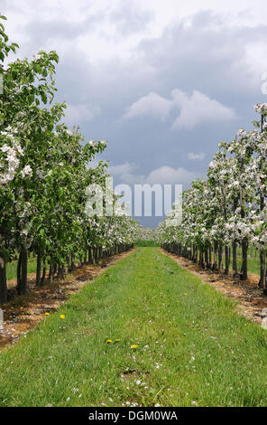 Apfelblüte, neue Obstplantage, junge Bäume, Altes Landfläche, Obst-produzierenden Region, Jork, Niedersachsen Stockfoto