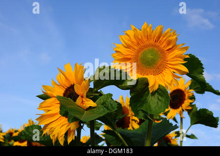 Sonnenblumen (Helianthus Annuus) Stockfoto