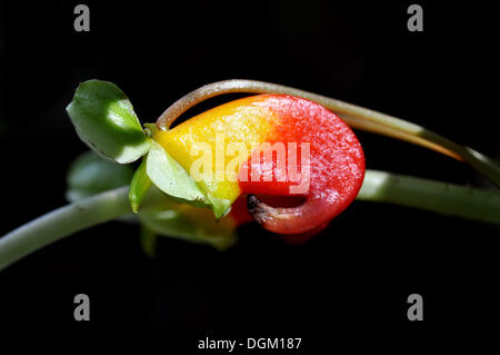 Kongo-Kakadu (Impatiens Niamniamensis) Stockfoto