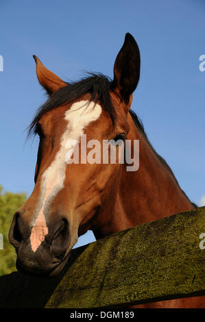 Braune Pferd hinter einem Zaun, Porträt, PublicGround Stockfoto