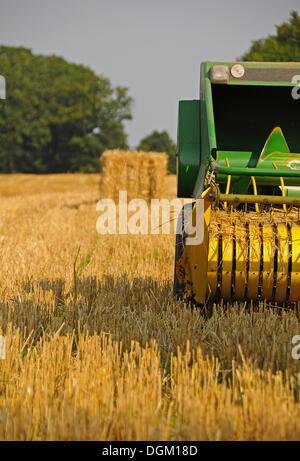 Kombinieren Sie Mähdrescher, Maisfeld, Stoppelfeld, Tangstedt, Schleswig-Holstein, PublicGround Stockfoto