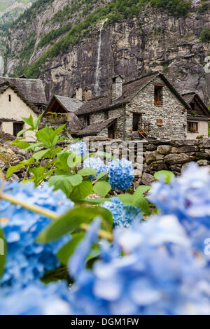 Blumen vor dem Weiler Sonlèrt, Bavonatal, Val Bavona, Maggiatal, Valle Maggia, Tessin, Schweiz, Europa Stockfoto