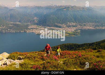 Mann und Frau wandern inmitten von blühenden Rhododendron auf dem Monte covreto, mit Blick auf den Lago Maggiore in Richtung der Maggia Delta Stockfoto