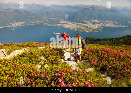 Mann und Frau wandern inmitten von blühenden Rhododendron auf dem Monte covreto, mit Blick auf den Lago Maggiore in Richtung der Maggia Delta Stockfoto