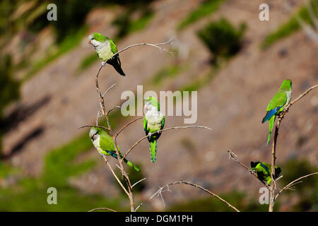 Mönch Parakeet oder Quäker-Papageien (Myiopsitta Monachus), Fuerteventura, Kanarische Inseln, Spanien, Europa Stockfoto