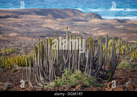 Kanarische wolfsmilch oder Hercules club (euphorbia canariensis), endemische Wolfsmilch in der Nähe von el Cofete, Peninsula De Fuste, Fuerteventura Stockfoto