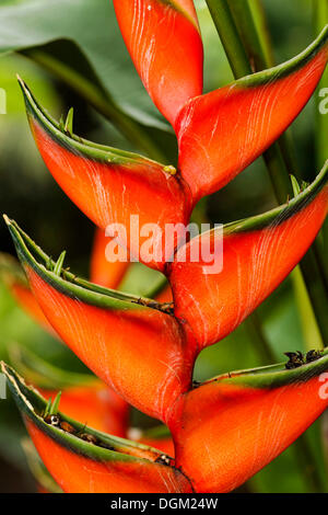 Heliconia (heliconia sp.), Basse Terre Guadeloupe, Frankreich Stockfoto