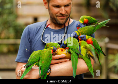 Mann Fütterung rainbow Fledermauspapageien (trichoglossus haematodus) mit einer Mango, Basse Terre Guadeloupe, Frankreich Stockfoto