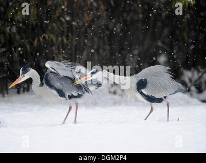 Kampf gegen Graureiher (Ardea Cinerea) im winter Stockfoto