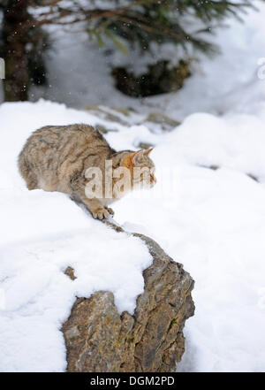 Wildkatze (Felis Silvestris), juvenile im winter Stockfoto