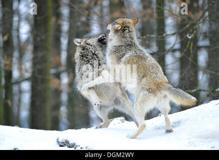 Mackenzie Wolf, Alaskan Tundra Wolf oder kanadischen Timber Wolf (Canis Lupus Occidentalis) im Schnee, zwei Welpen kämpfen Stockfoto