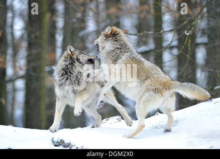 Mackenzie Wolf, Alaskan Tundra Wolf oder kanadischen Timber Wolf (Canis Lupus Occidentalis) im Schnee, zwei Welpen kämpfen Stockfoto