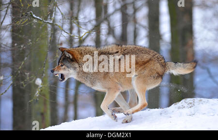 Mackenzie Wolf, Alaskan Tundra Wolf oder kanadischen Timber Wolf (Canis Lupus Occidentalis) im Schnee, Rügen von der Alpha von Stockfoto